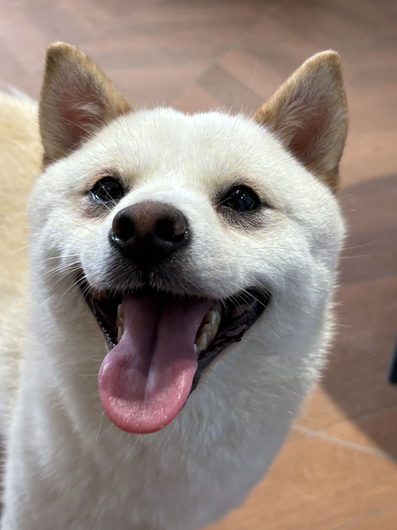圆圆