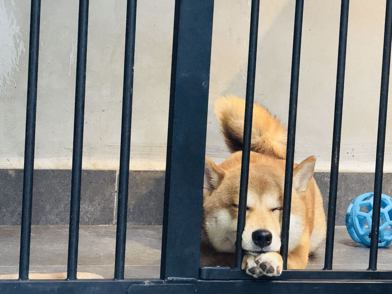 小葵