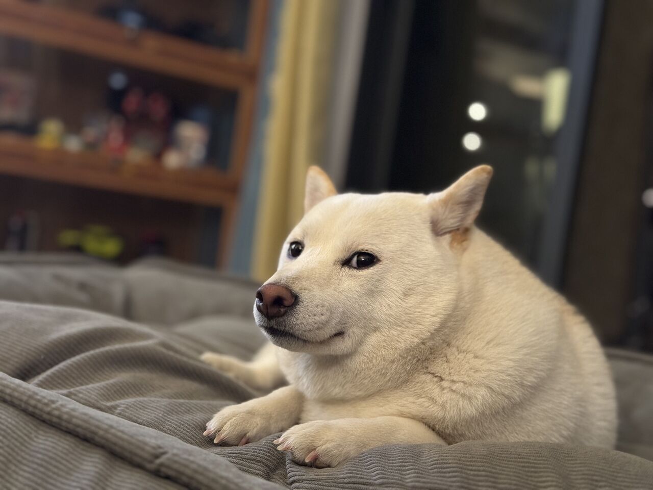 糯米