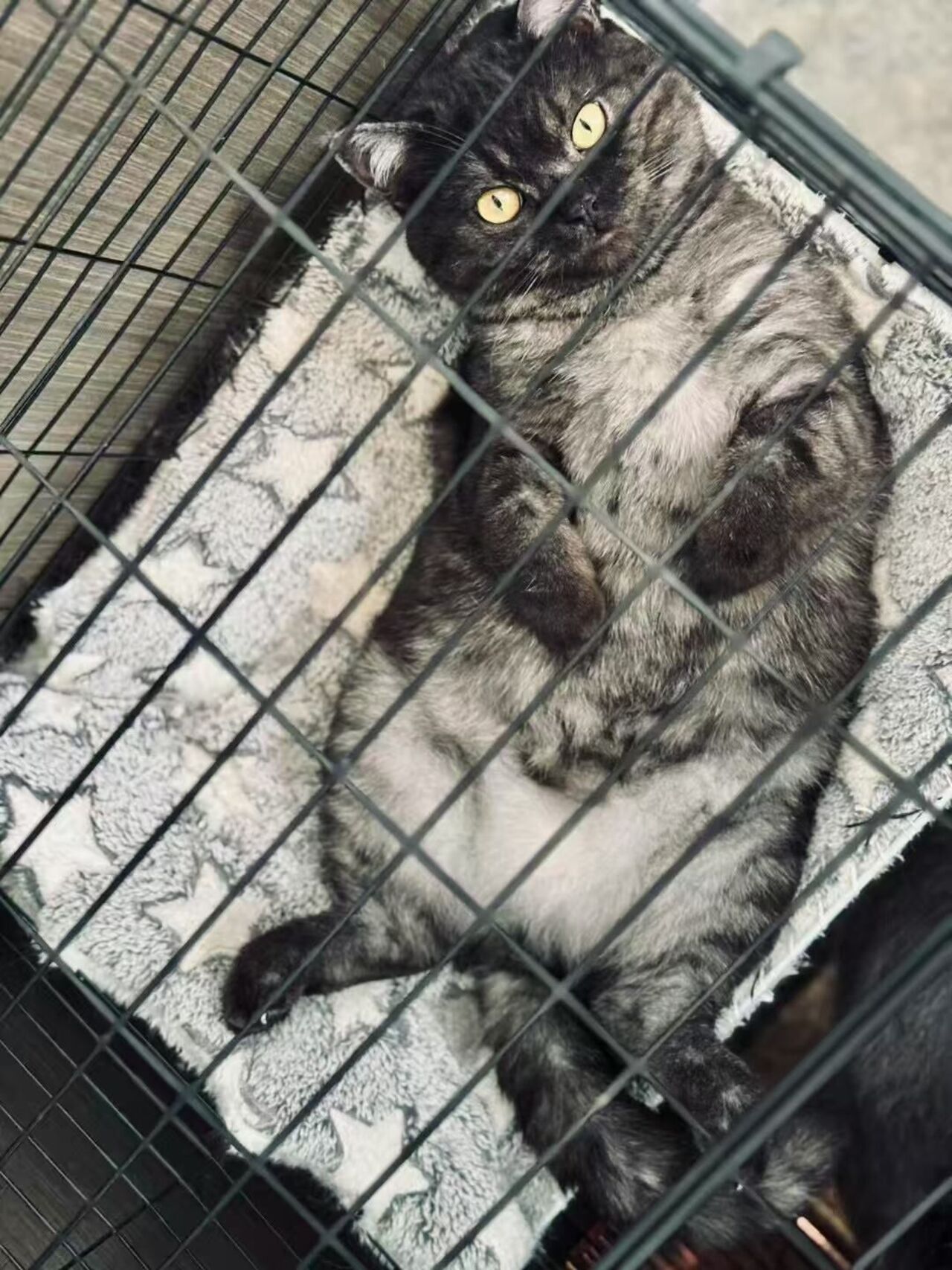 老虎