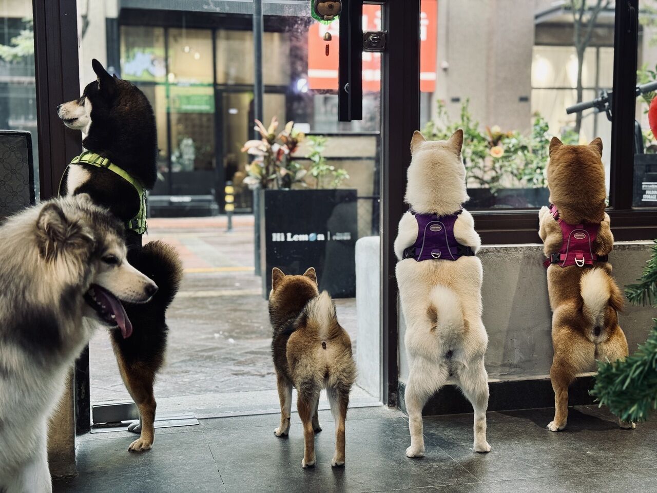 雨天狗狗在HiLemon咖啡馆内休息